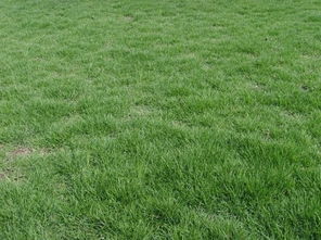 马尼拉草：别名多多的绿茵朋友