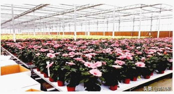 高端花卉——让节日市场热闹非凡