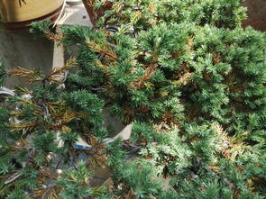 刺柏的精神，绿得顽强