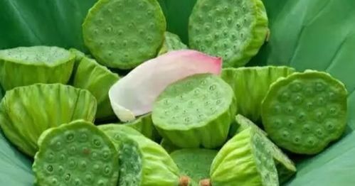 选地选址：莲子生长的地盘要讲究