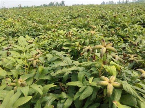 茶油籽苗种植基地：山茶油源头直供，品质保证！