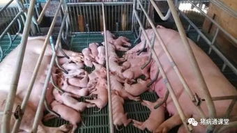 小苏打养猪大用途，如何巧用小苏打解决养猪难题