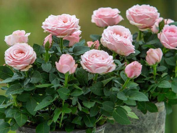 6. 威基伍德月季