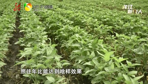 揭秘：淫羊藿泡水饮用，如何助农致富？