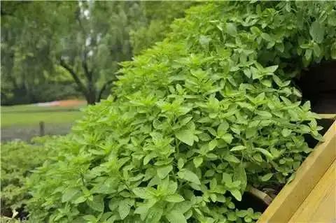 菊花脑是一种多年生草本植物，喜温暖湿润气候