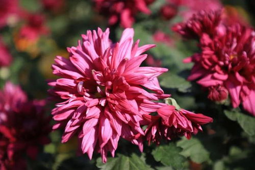 菊花秋季开，赏菊攻略带你了解不同品种菊花花期