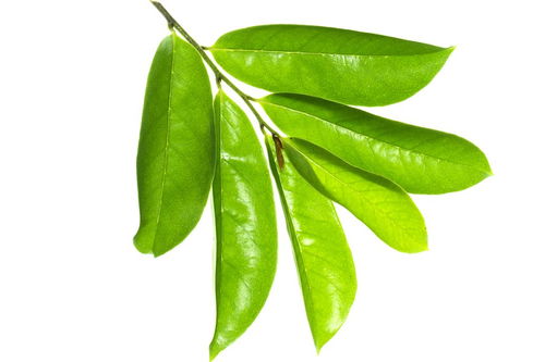 橄榄恶性叶甲是橄榄树的一种重要害虫