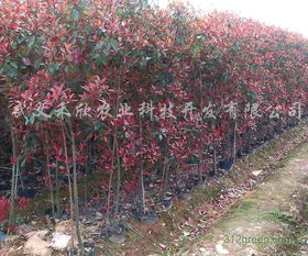 红叶石楠的用途与价值