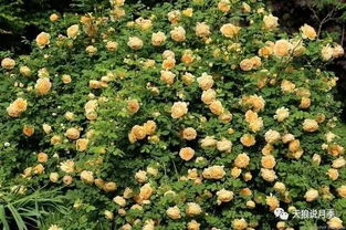 玫瑰国度的天使