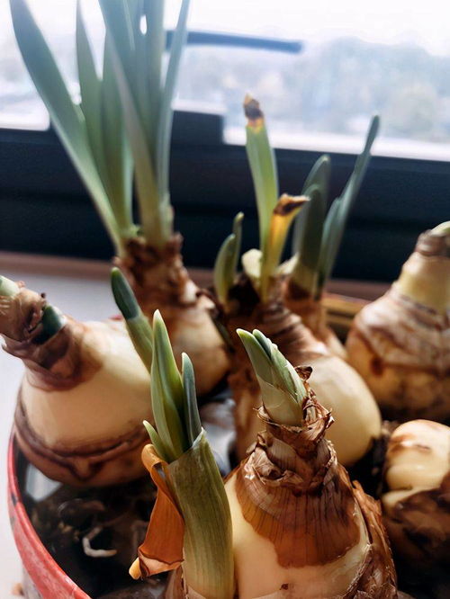 洋水仙不宜水培，种植更佳选！