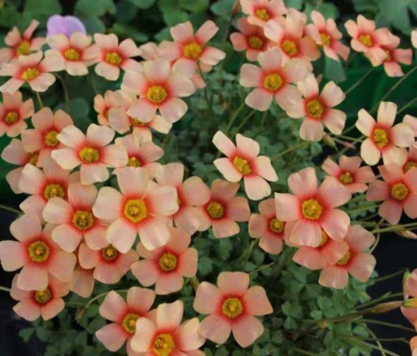 花大形， 顶生或腋生单生或2-3朵簇生于叶腋；花瓣5，紫红色或白色。蒴果纺锤形或矩圆形。种子多数。花期5-7月。