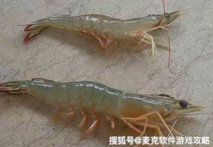 传统捕虾法：农药的滥用