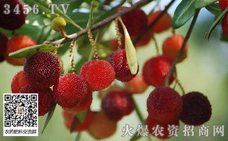 杨梅枯叶蛾症状与防治指南：高效解决干叶问题