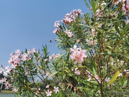 广东户外花期长不怕湿热天气的花种介绍