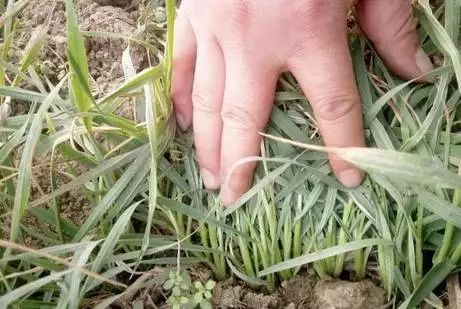 Zui佳浇除草剂时间