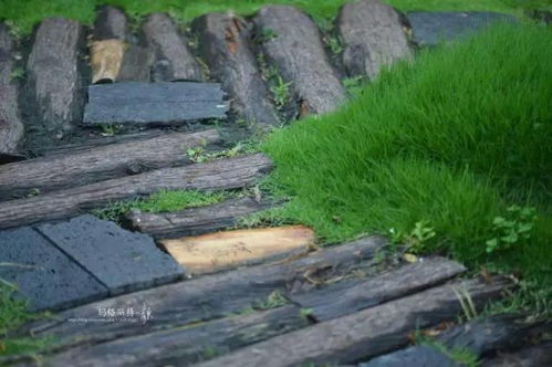 小小的jiege 2017-01-29 · 超过38用户采纳过TA的回答  回答量:256  采纳率:0%  帮助的人:19.6万  展开全bu  株行距按照2x3米左右为宜，亩栽111株。3-5年左右出售大苗。