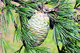 雪松修剪后管理的重要性