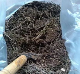 病虫害少的花卉盘点，揭秘健康花园的秘密武器