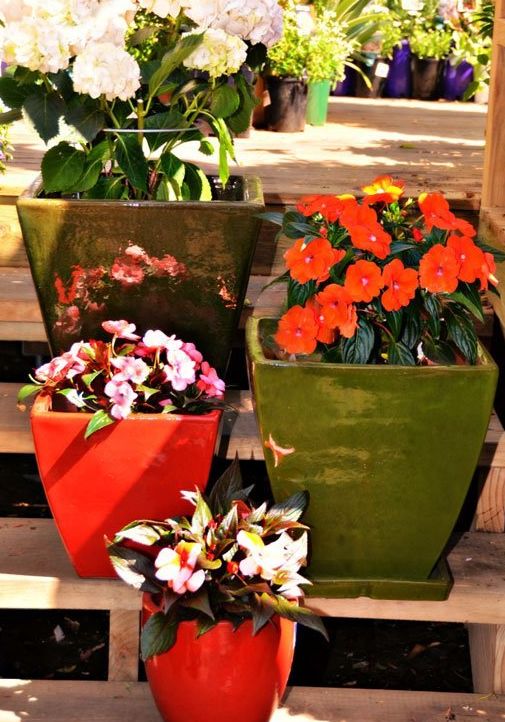 一年生露地花卉大盘点