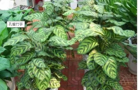 孔雀竹芋植物怎么养？如何让它在室内茁壮成长
