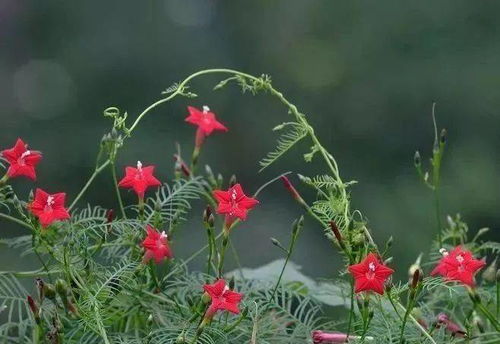 茑萝藤养护入门：浇水、 施肥和修剪全攻略