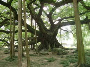 榕树气生根的培育方法