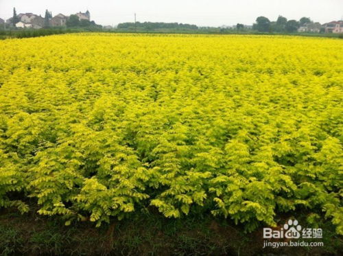水杉种植技巧：如何确定栽植间距以优化生长效果？