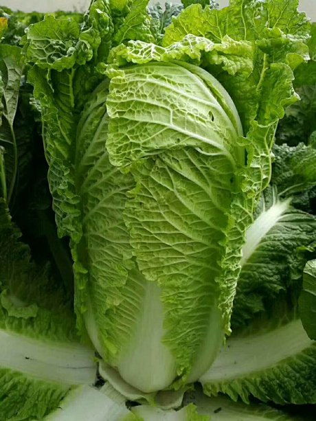 降低地温的方法