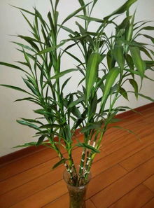 文竹，家里的绿植担当