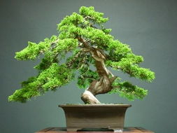 绣球花， 花大色美