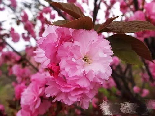 白色扶桑花，寓意纯洁无瑕