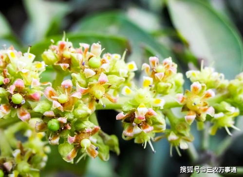 花生追肥选择哪种肥料效果最佳？