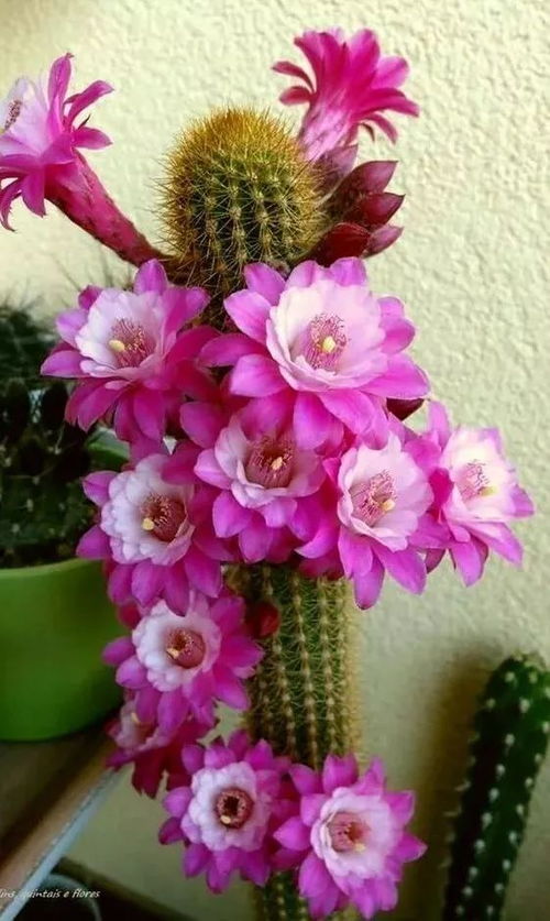 洁白花朵的魅力：栀子花与百合的象征意义