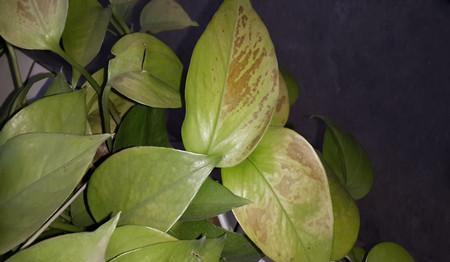 夏日蚊虫多，风油精也嫩救花！