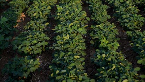 花生开花下针期，地上地下一起长