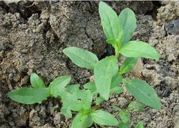 小麦田除草剂， 年前用效果Zui佳