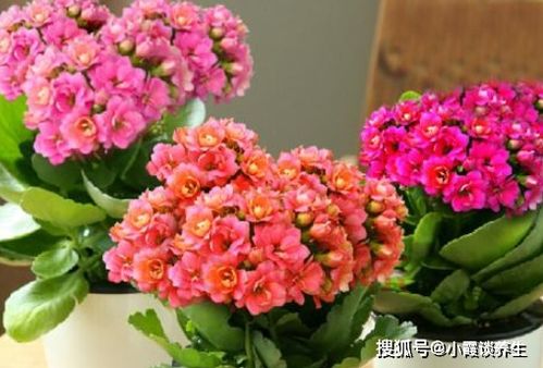 品种介绍：纯品康纳Super Star