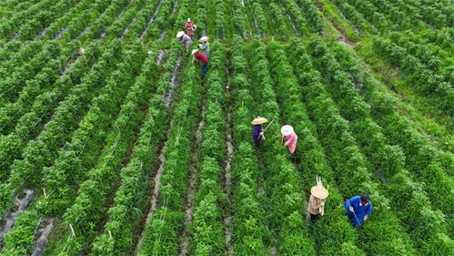 如何科学管理玉兰的生长环境，确保其健康生长和开花？