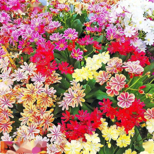 养护小窍门， 让金银木花梗美