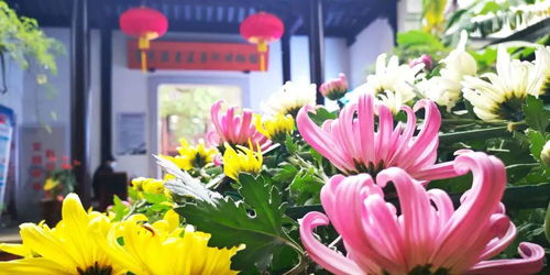 六、 冬菊的别样情怀：离别与重逢的象征