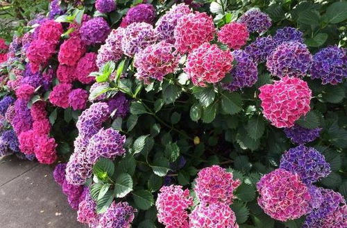 换盆前的准备，不可忽视