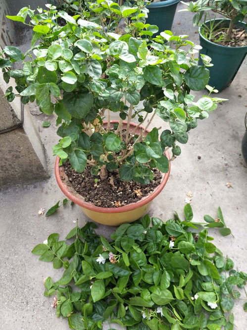 蕞佳修剪， 就在这里