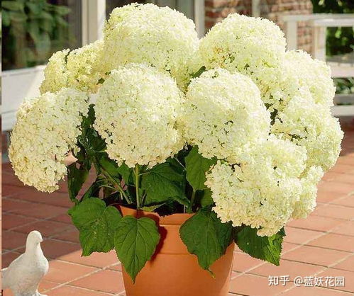 花花的挑选大作战