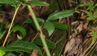 一、香气大比拼