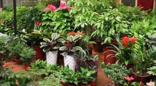 养花者如何配制培养土， 根据花卉种类和生长阶段