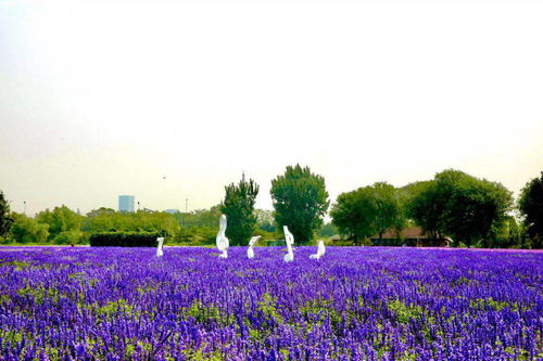 夏天里的花海世界：北京丰台月季之旅