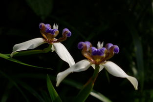 引子：我的鸢尾兰怎么了？