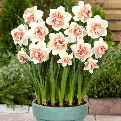 控温小妙招， 花儿四季绽放