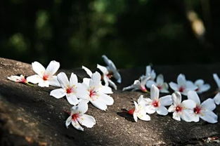 倒春寒中的白色花朵守护者