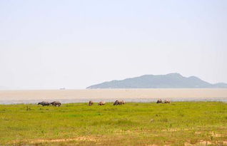 二、大滨菊Ke以适应什么环境
